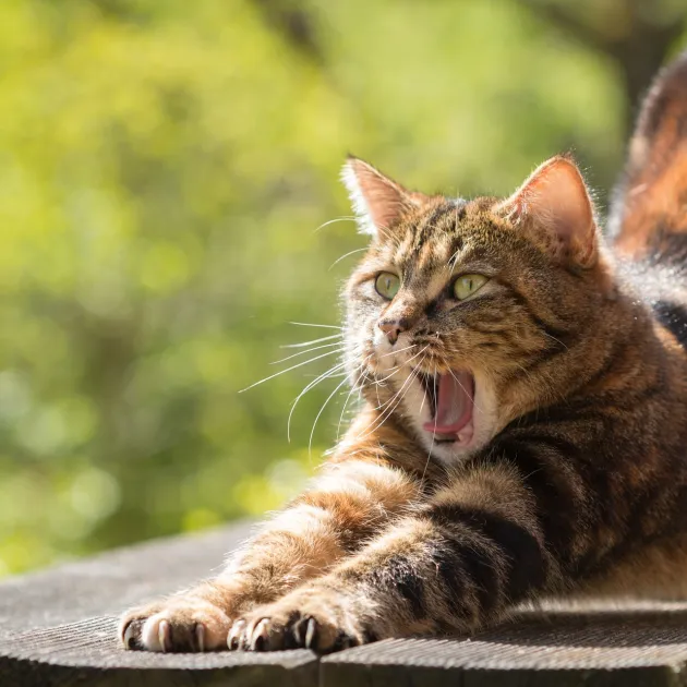 Mobility Flow bei Katzen
